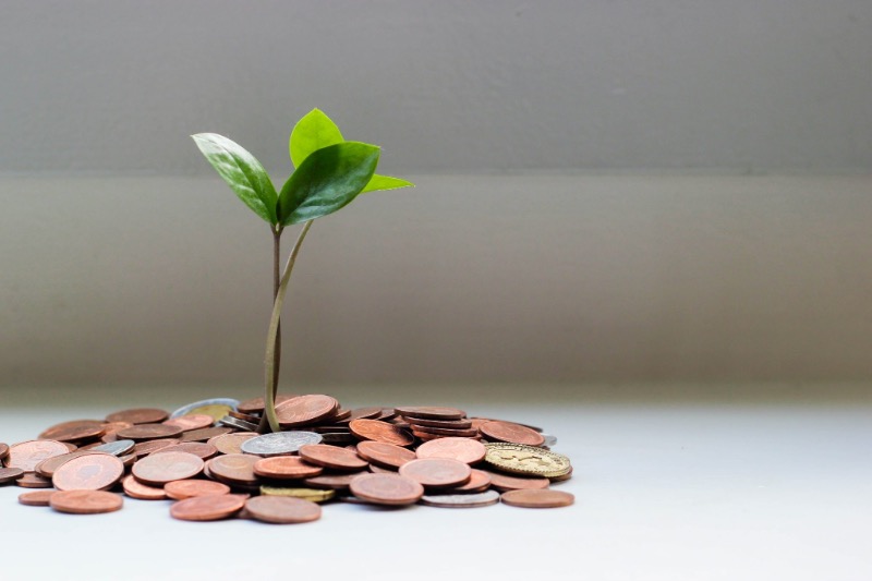 Money Plant